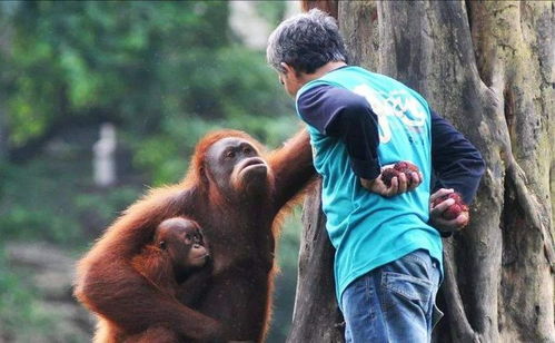 湖州動物園事件警示 孩童與猩猩“搶果凍”背后的危險(xiǎn)與反思