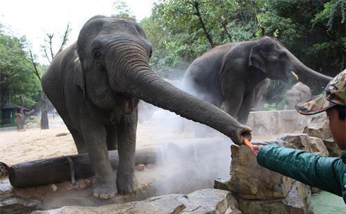 神奇的大象 你不知道的動物飼養(yǎng)員視角