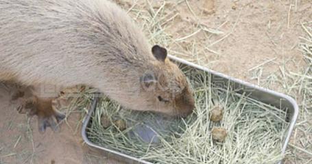 通心粉鼠飼養(yǎng)全指南 從入門到精通