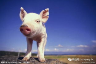 什么是健康養(yǎng)殖 動物飼養(yǎng)的現(xiàn)代理念與核心實(shí)踐