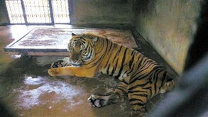 動物兇猛 盤點國內動物園傷人慘案與動物飼養的責任