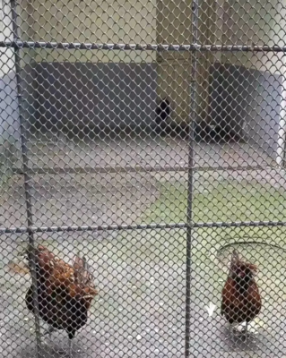 另類出圈!這家動物園養(yǎng)