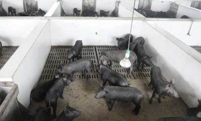 從場舍到餐桌 動物養(yǎng)殖加工基地的科學(xué)飼養(yǎng)之道